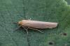 Eilema sp.